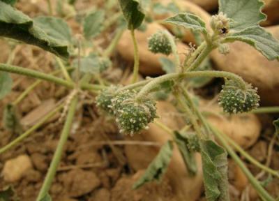 درمان التهابات خارپاشنه با عصاره درختچه بومی هند