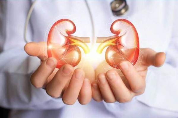 10 ماده غذایی گیاهی برای بهبود سلامت کلیه ها 10 ماده غذایی گیاهی برای بهبود سلامت کلیه ها