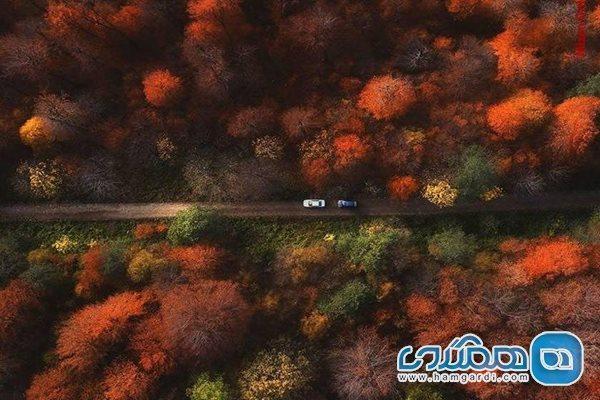 جنگل های هیرکانی فسیل زنده منحصر به فرد جهان هستند جنگل های هیرکانی فسیل زنده منحصر به فرد دنیا هستند