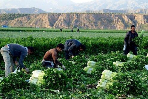 ورود کرفس طارم به بازار ورود کرفس طارم به بازار