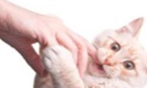 عفونتهای ناشی از گاز گرفتگی توسط گربه عفونتهای ناشی از گاز گرفتگی به وسیله گربه