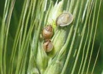 مبارزه با آفت پوره سن در ماهنشان