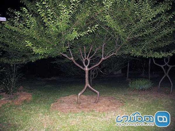 عجیب ترین درخت های جهان که شما را حیرت زده می کنند عجیب ترین درخت های دنیا که شما را حیرت زده می نمایند