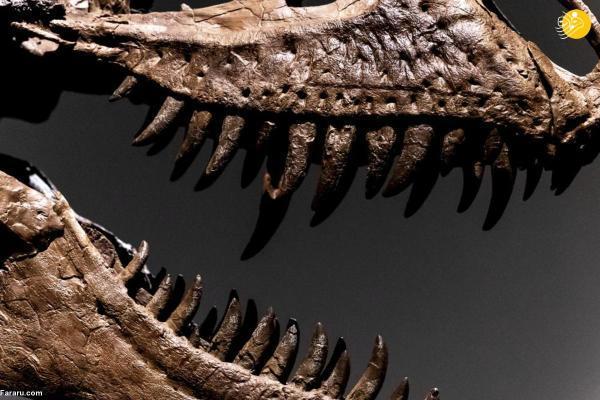 اسکلت دایناسور 76 میلیون ساله فروخته شد اسکلت دایناسور 76 میلیون ساله فروخته شد
