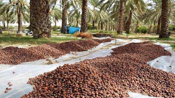 رطب در تب نبود سردخانه رطب در تب نبود سردخانه