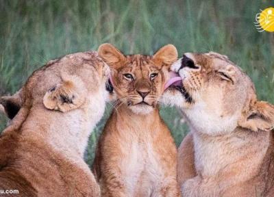 عکس های دلچسب از لیس زدن بچه شیر توسط دو ماده شیر