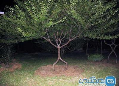عجیب ترین درخت های دنیا که شما را حیرت زده می نمایند