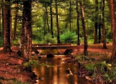 معمای توهم نوری؛ آیا می توانید راکون پنهان را در عرض 12 ثانیه پیدا کنید؟