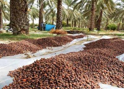 رطب در تب نبود سردخانه