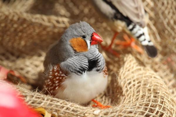 5 پرنده آرام برای افراد بی حوصله 5 پرنده آرام برای افراد بی حوصله