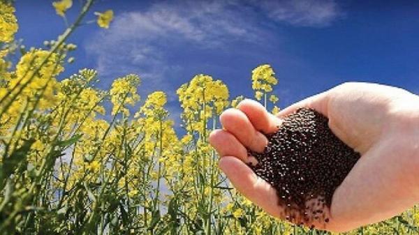 40 درصد مزارع کلزای خراسان شمالی از بین رفت 40 درصد مزارع کلزای خراسان شمالی از بین رفت
