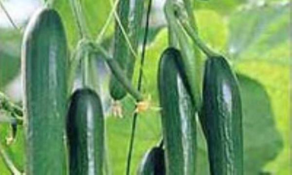 خیار گلخانه ای نخورید! خیار گلخانه ای نخورید!
