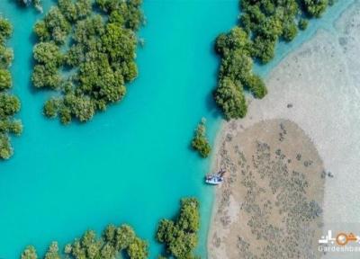 با جنگل های حرا در روستای طبل بیشتر آشنا شوید