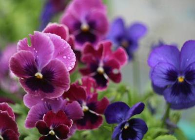 بنفشه؛ یکی دیگر از گل های نوروزی