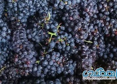 چرا بهتر است انگور را به رژیم غذایی خود اضافه کنیم؟