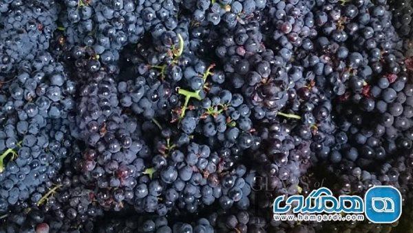 چرا بهتر است انگور را به رژیم غذایی خود اضافه کنیم؟ چرا بهتر است انگور را به رژیم غذایی خود اضافه کنیم؟