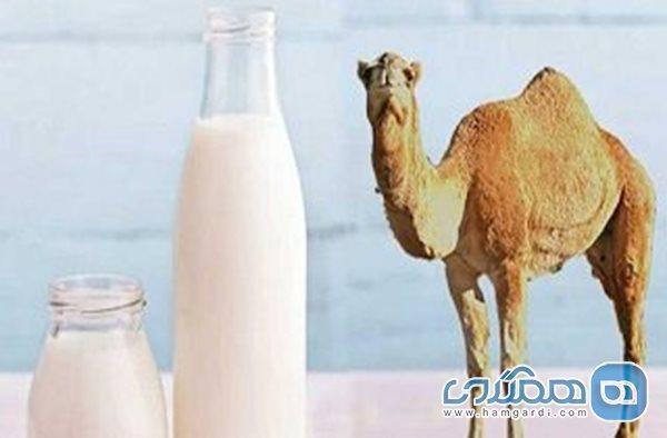 خواص درمانی شیر شتر خواص درمانی شیر شتر
